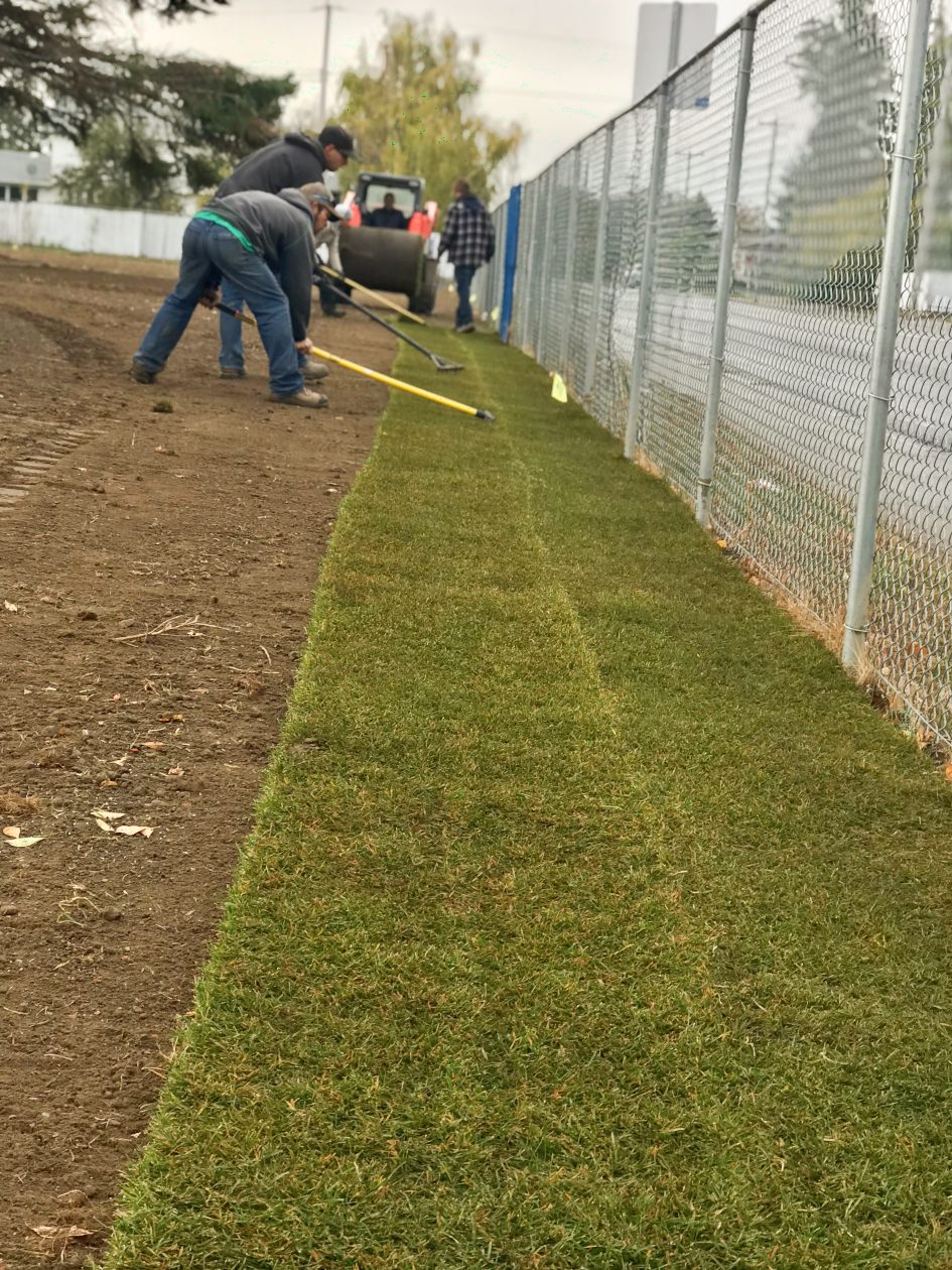 lethbridge, bluegrass sod, sod alberta