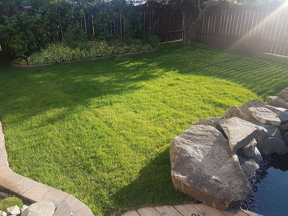 sod lethbridge, sod farm, instant lawn, bluegrass sod