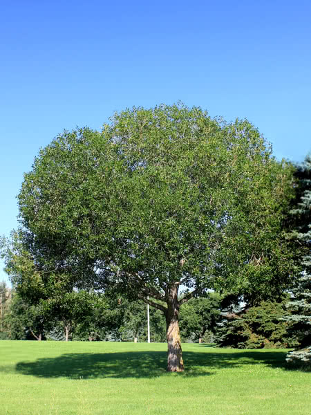 Tree Nursery - Pinnacle