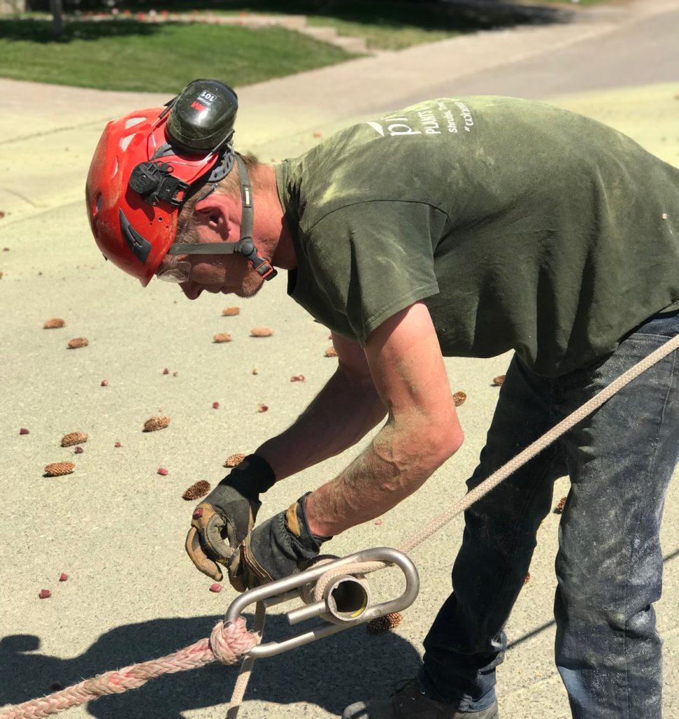 tree and stump removal, tree expert