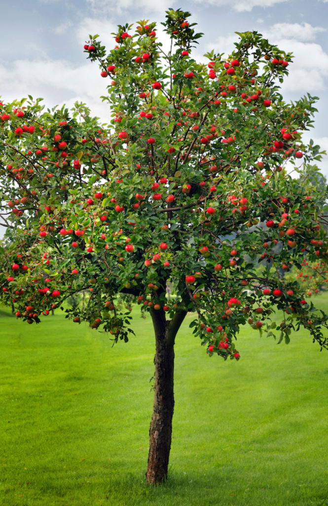 honey crisp tree