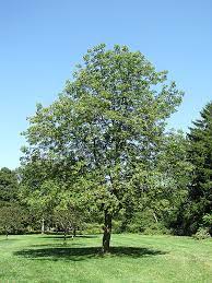 ohio buckeye