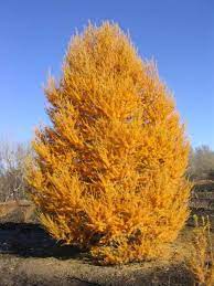 siberian larch